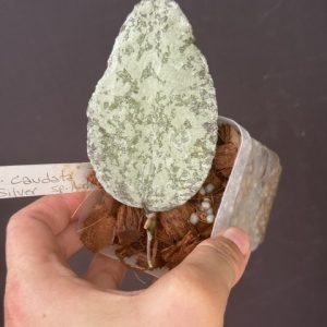 Hoya caudata silver sp. aceh (3" pot)