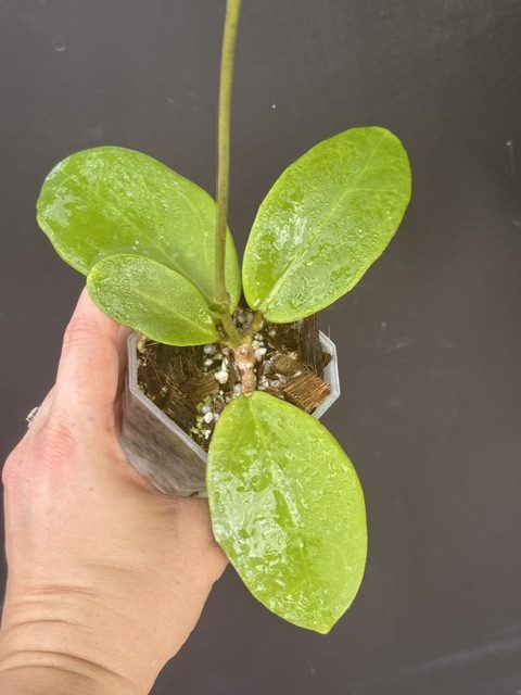 Hoya 'Ghost Fairy' MB 1034-505 (2.5" pot) - Image 2