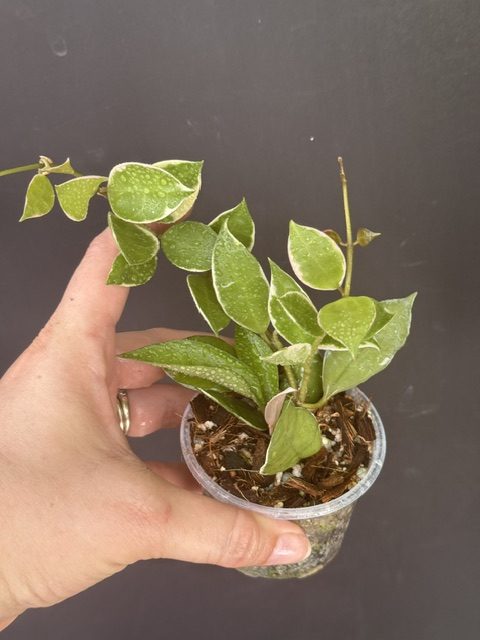 Hoya lacunosa 'Asami' (2.5″ pot) – Gardino Nursery