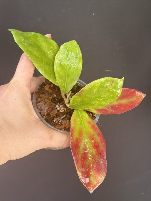 Hoya mindorensis (Pink & Yellow) (3.5″ pot) – Gardino Nursery