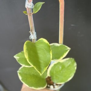 Hoya 'Lucky Lemon' GN-07 (H. hybrid EPC-1017 x unknown) (3.5" pot) with overnight shipping (mon-wed only)