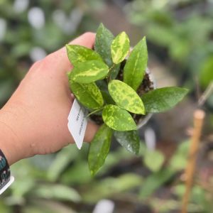 Hoya lacunosa 'Amarillo' (3" pot)