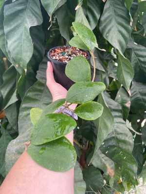 Hoya rintzii (larger, rounder, green leaves) (4" pot) - Image 3