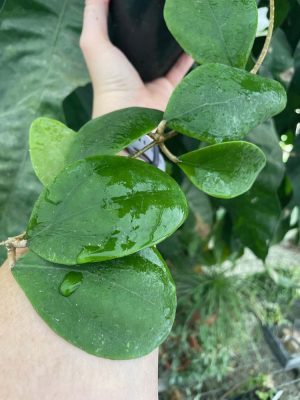 Hoya rintzii (larger, rounder, green leaves) (4" pot)