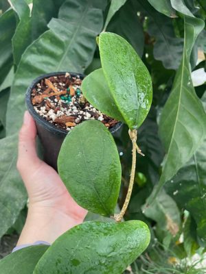 Hoya rintzii (larger, rounder, green leaves) (4" pot) - Image 4