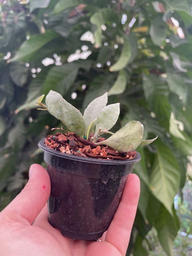 Hoya lacunosa 'Louisa's Silver' (3