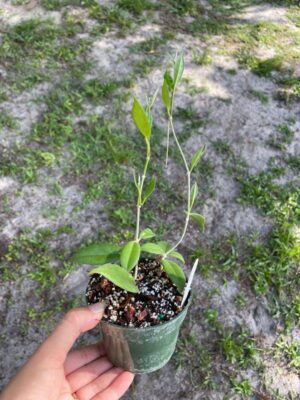 Hoya australis ssp. sanae IML 0171 (4" pot) - Image 2