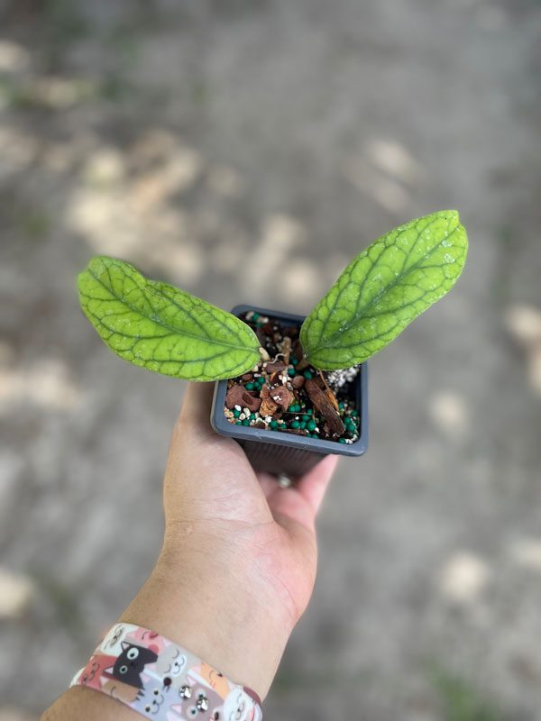 Hoya 'Golden Eye' (4" pot) - Image 4