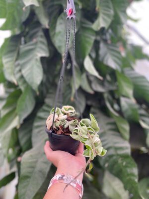 Hoya compacta 'Regalis' - Variegated Rope Hoya (4" pot) - Image 14