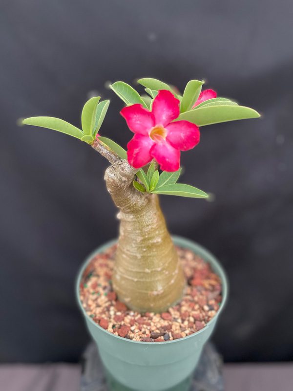 Adenium arabicum – Desert Rose (email for availability) – Gardino Nursery
