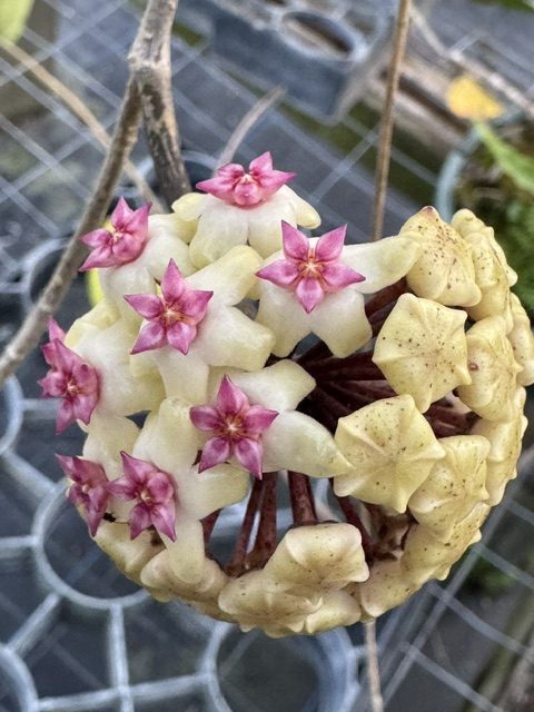 Hoya AH Helena (3″ pot) – Gardino Nursery