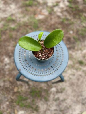 Hoya 'kerrii x meliflua' (4" pot) - Image 5