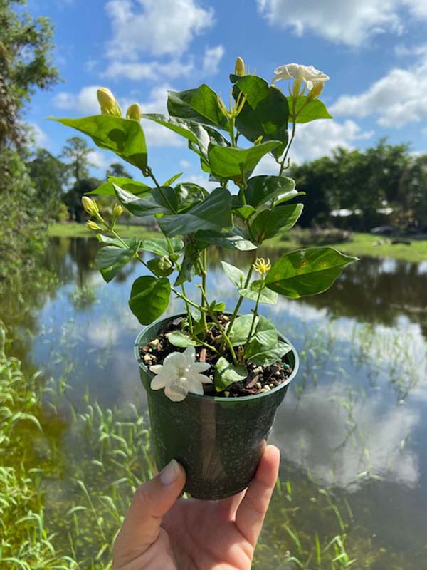 Maid of Orleans Sacred Jasmine Plant (jasminum sambac) – Urban