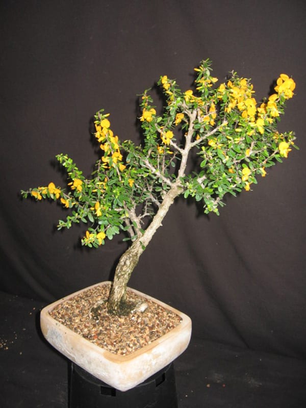 Brya Ebenus Jamaican Rain Tree 6″ Pot Gardino Nursery