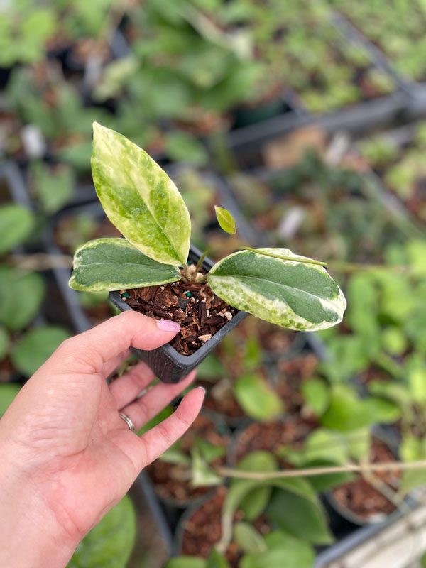 Hoya incrassata 'Eclipse' (outer-variegated) (3" pot) - Image 3