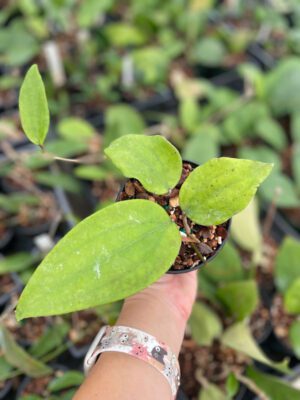 Hoya sp. 24 Nakorn Sri Thumarat (4" pot) - Image 2