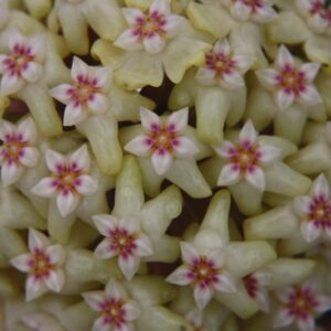 Hoya rigida IML 1424 (5" pot)