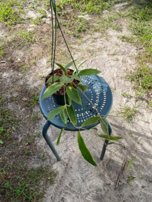 Hoya cf. palawanica IML 1605 (5" pot) - Image 2