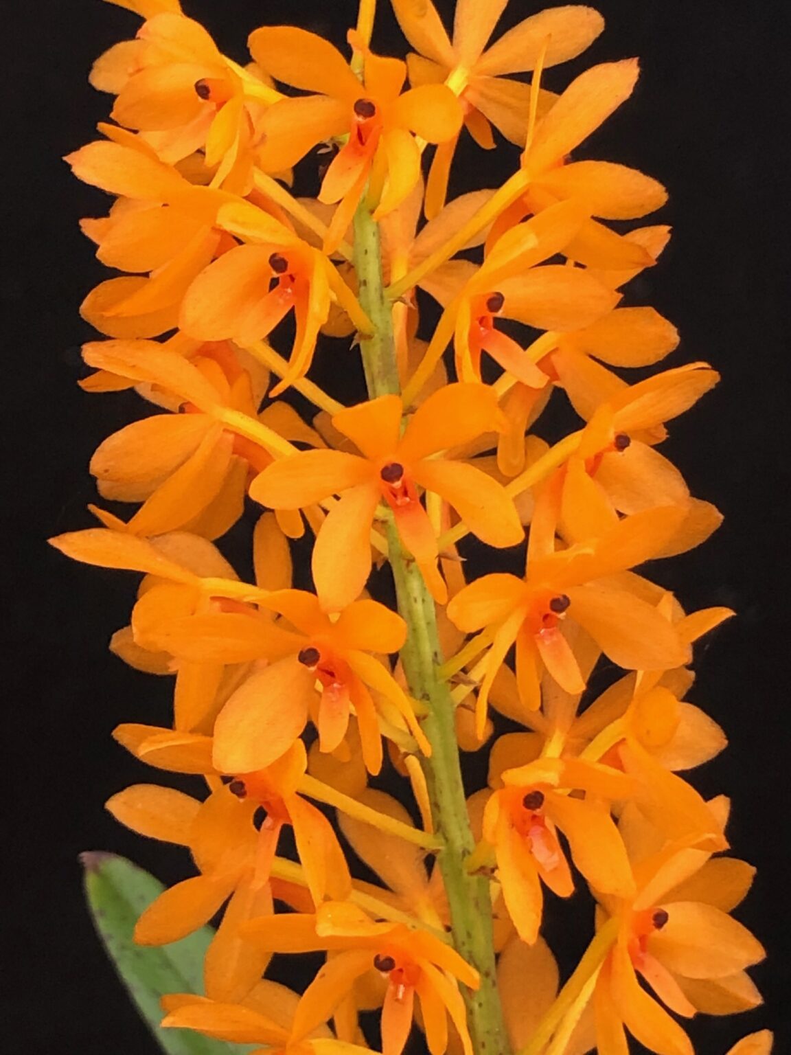 Ascocentrum miniatum (3″ pot/blooming size/contact us for availability