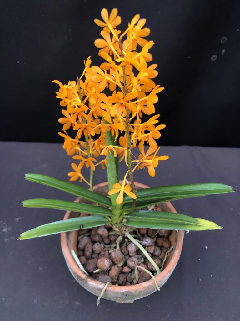 Ascocentrum miniatum (3″ pot/blooming size/contact us for availability