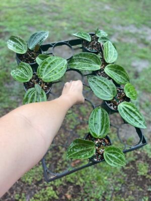 Hoya latifolia IML 1204 (former H. tjadasmalangensis) (4" pot) - Image 4