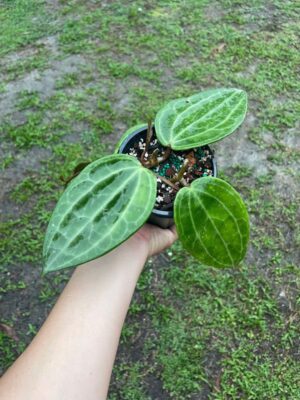 Hoya latifolia IML 1204 (former H. tjadasmalangensis) (4" pot) - Image 2