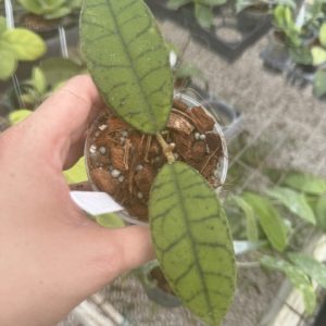Hoya callistophylla (sp. Angan) (3" pot)