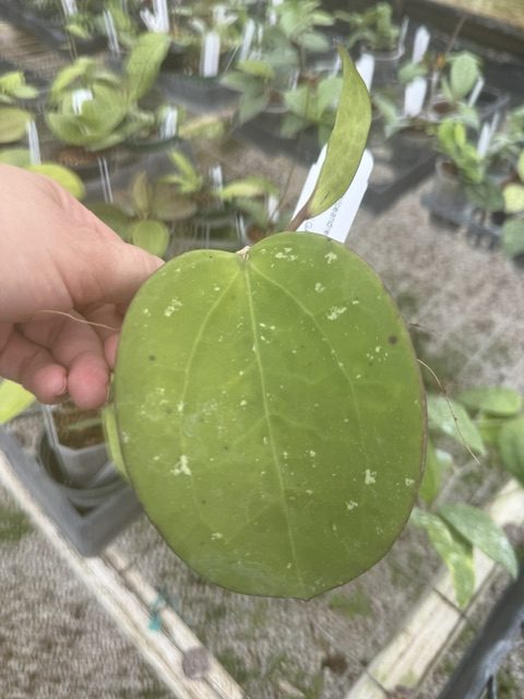 Hoya loyceandrewsiana (fka H. latifolia IML 0088) (4" pot) - Image 2