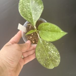 Hoya patcharawalai 023 (aka icensis) (SPLASH) (3.5″ pot)