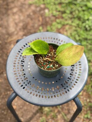 Hoya pachyphylla (FKA H. chuniana) (5" pot) - Image 4