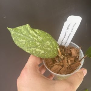 Hoya aff. meredithii (Kapi Mountain) (3" pot)