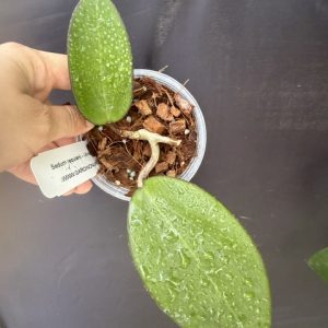 Hoya AH Tiger Eye (3.5" pot)