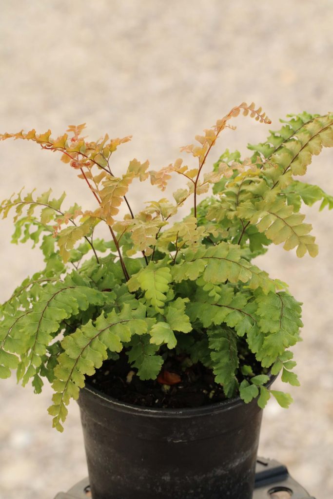 Rosy Maidenhair Fern