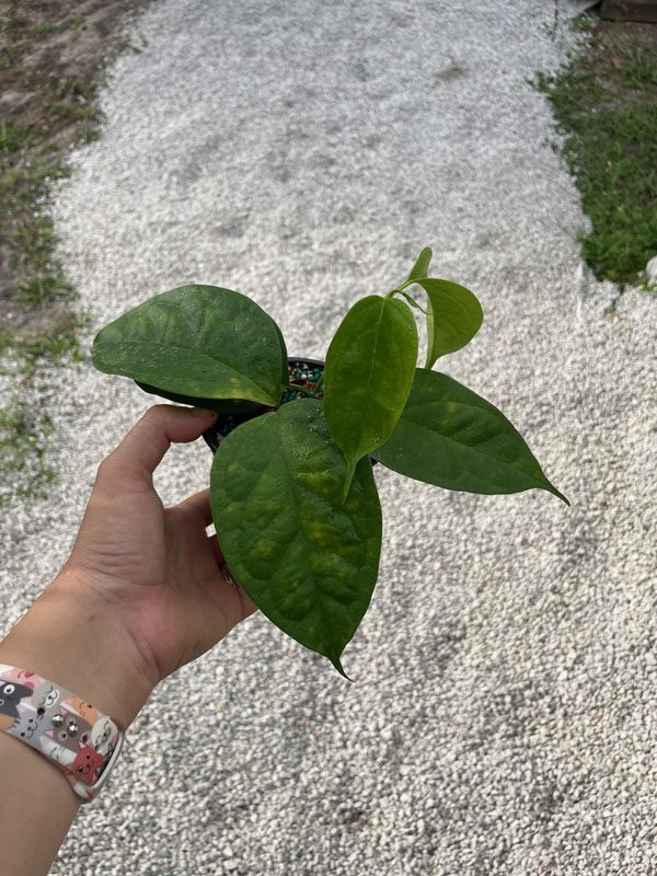 Hoya phyllura EPC-899 (4" pot) - Image 6