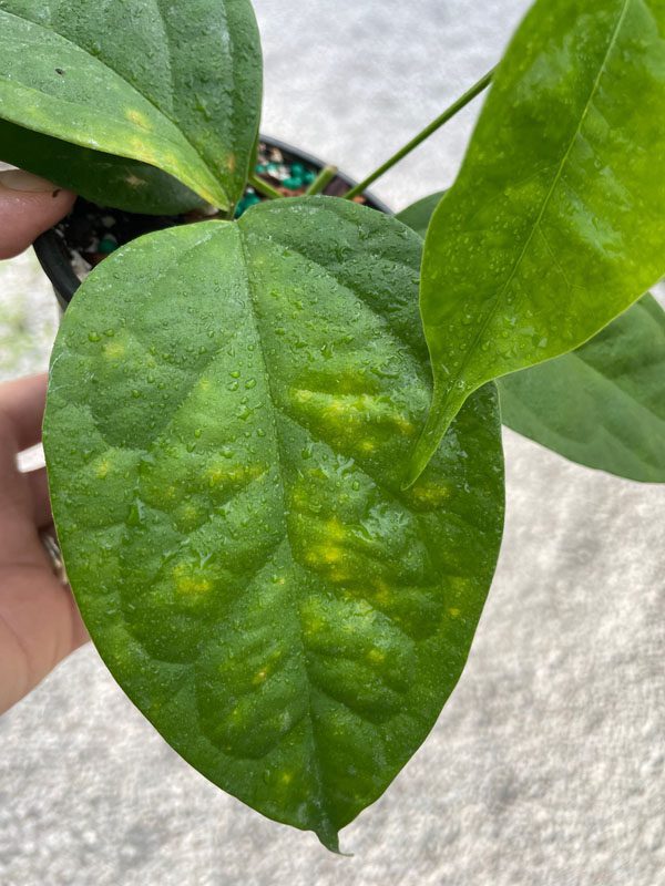 Hoya phyllura EPC-899 (4" pot) - Image 4