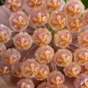 Hoya suda (rarely offered from the Philippines) (2" pot)