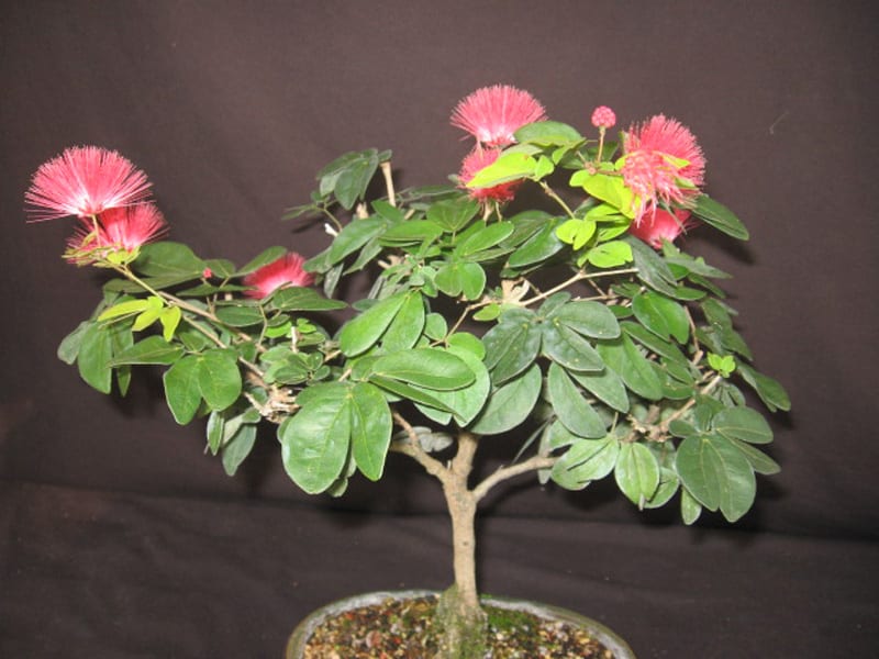 Calliandra haematocephala Nana 4" pot Dwarf Red Powder Puff Tree Live Tropical 