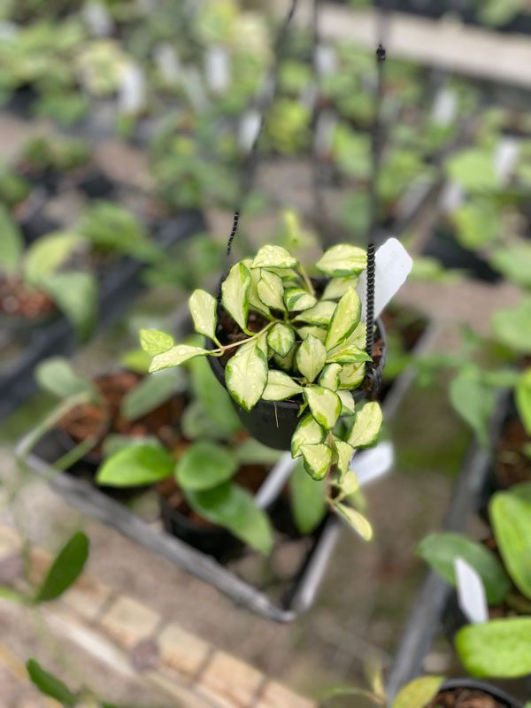 Hoya heuschkeliana (variegated) (4