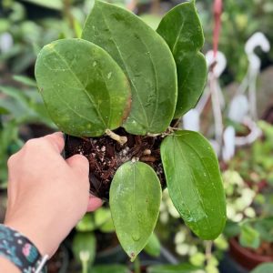 Hoya NOID (thick leaf) (5" pot)