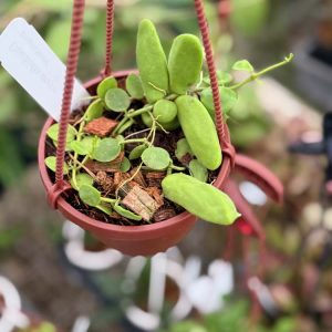 Dischidia major (4" pot)