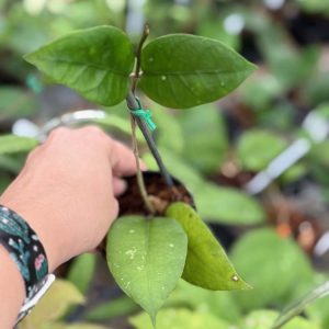 Hoya sp. Aceh Gayo (3" pot)