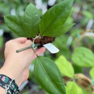 Hoya sp. Aceh Gomas (3" pot)
