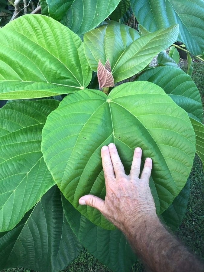 elephant tree leaf