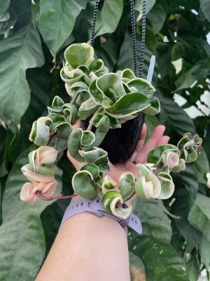 Hoya compacta 'Regalis' - Variegated Rope Hoya (4" pot) - Image 10