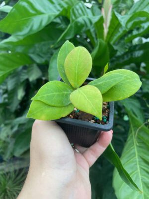 Hoya rosarioae (3" pot) - Image 2