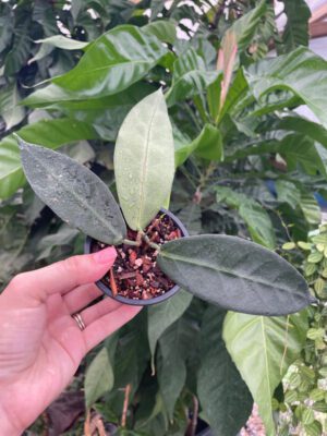 Hoya megalaster x self (2.5″ pot) - Image 3