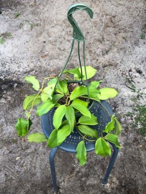 Hoya incrassata (6" HB specimen) - Image 2