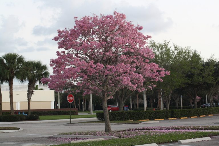 Tabebuia impetiginosa Pink Trumpet Tree (4″ pot) (ugly duckling) Gardino Nursery