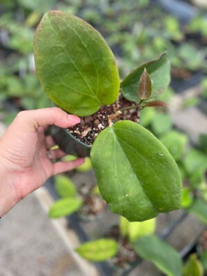 Hoya surigaoensis IML 1693 EPC-897 (5″ pot) - Image 3