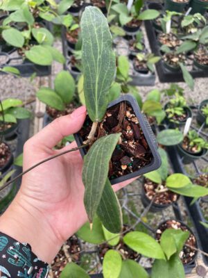 Hoya bordenii IML 0775 (2.5" pot) - Image 2